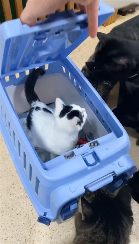 ケースをあける飼い主