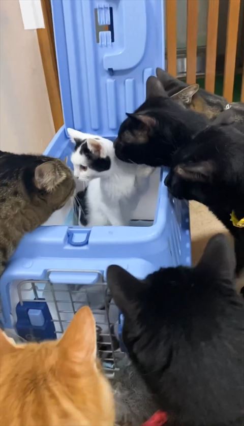 キジトラさんと鼻チューする子猫