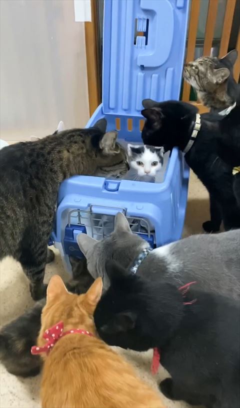 ケースから顔だす子猫前から