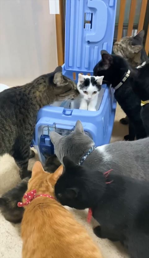 ケースに両前足つける子猫