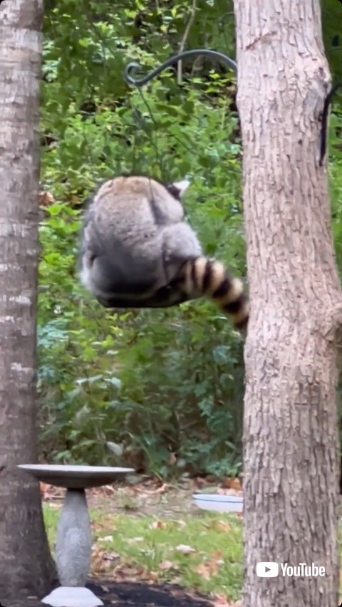 鳥の餌場をブランコにするアライグマ