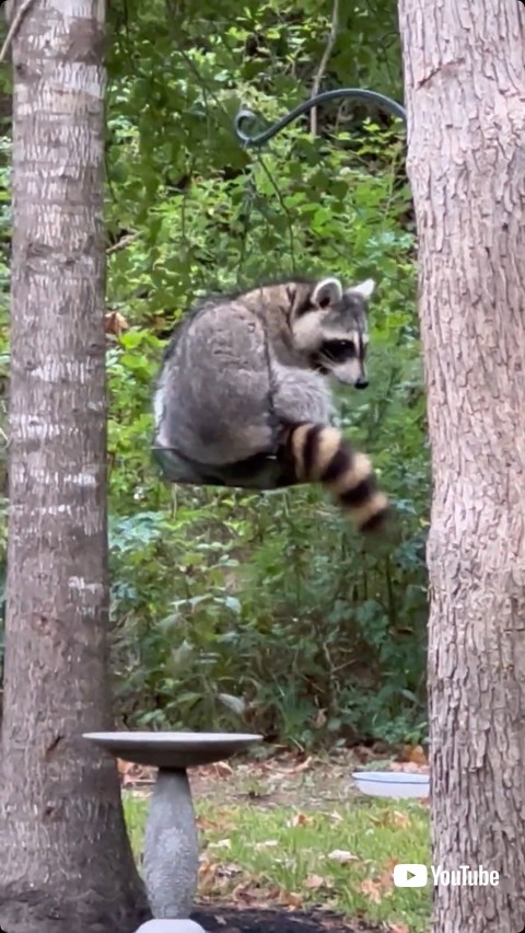 振り向くアライグマ