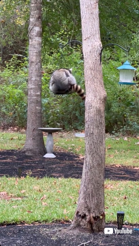 鳥の餌場に乗るアライグマ