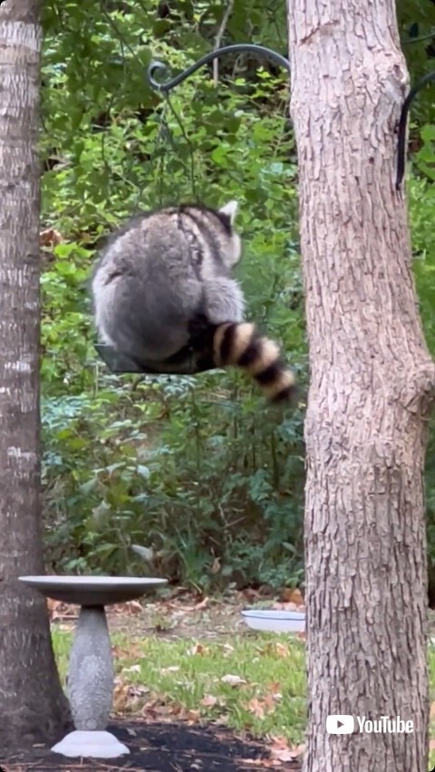 鳥の餌場を揺らすアライグマ