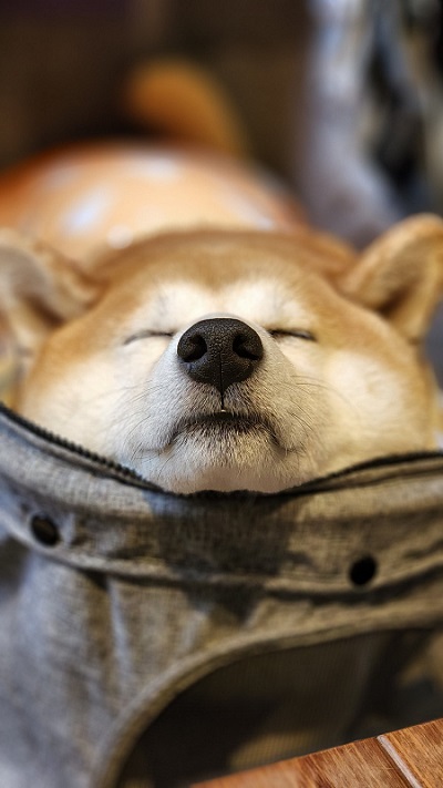 眠る柴犬
