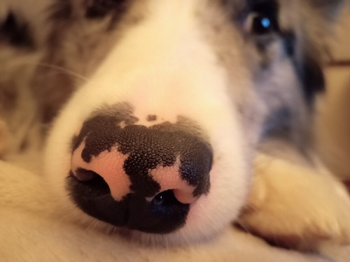 犬の鼻