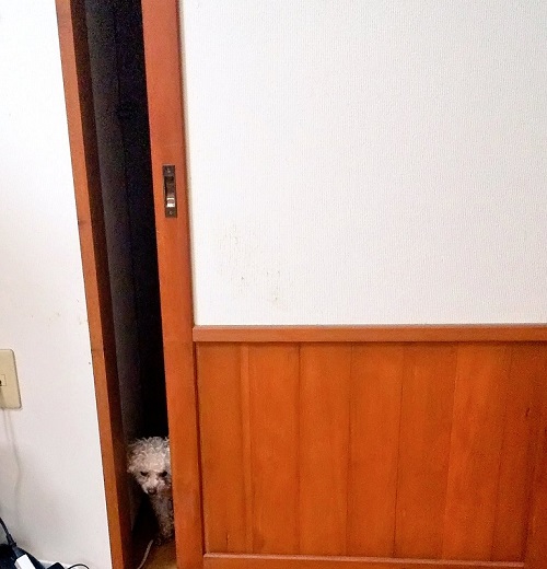 見ているワンコ