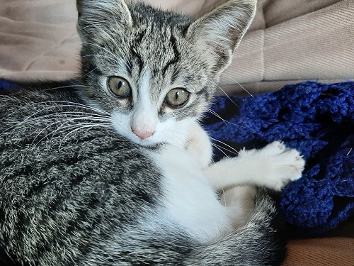 警戒している子猫