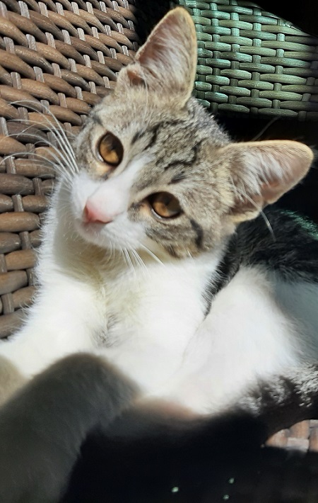 少し成長した子猫