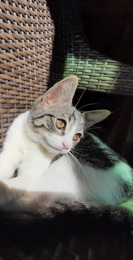 イケ猫