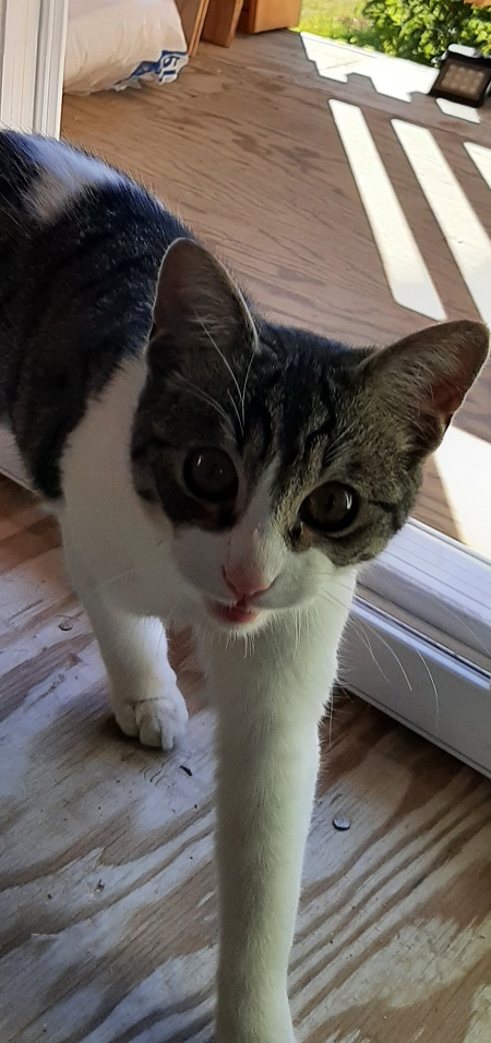 成長した猫