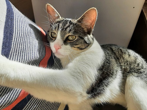 甘える猫