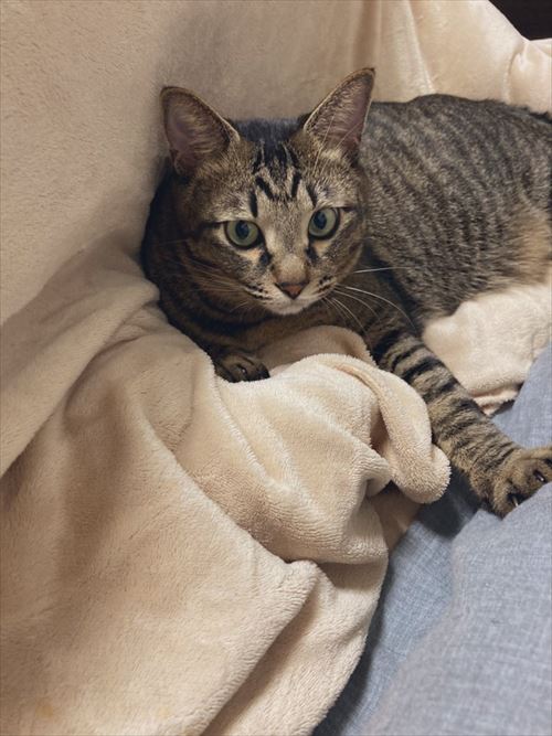 毛布の中で寝る猫