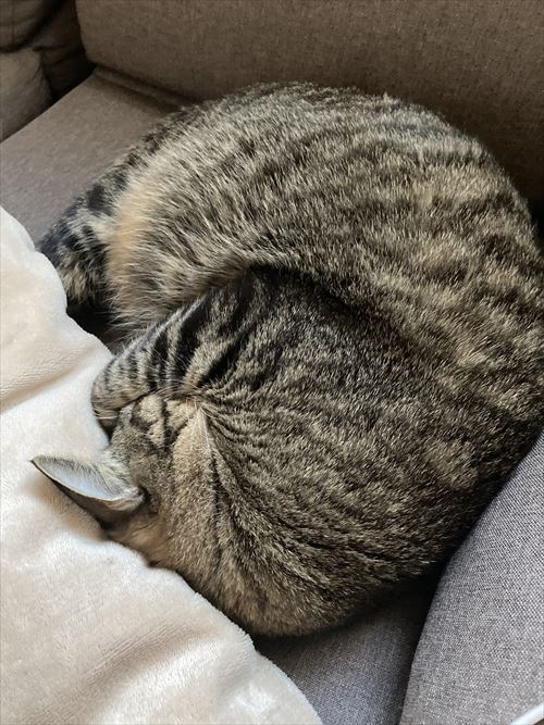 毛布の中で寝る猫