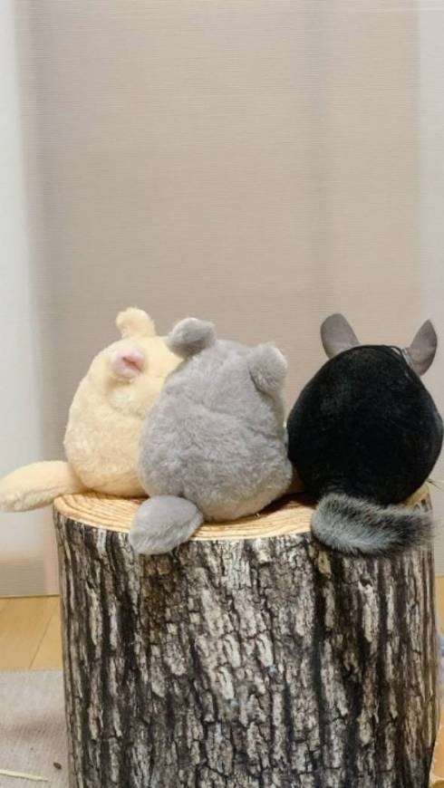 チンチラ探しクイズ