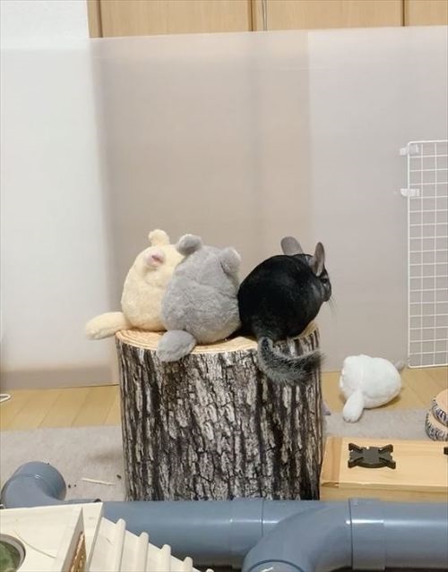 ぬいぐるみとチンチラ