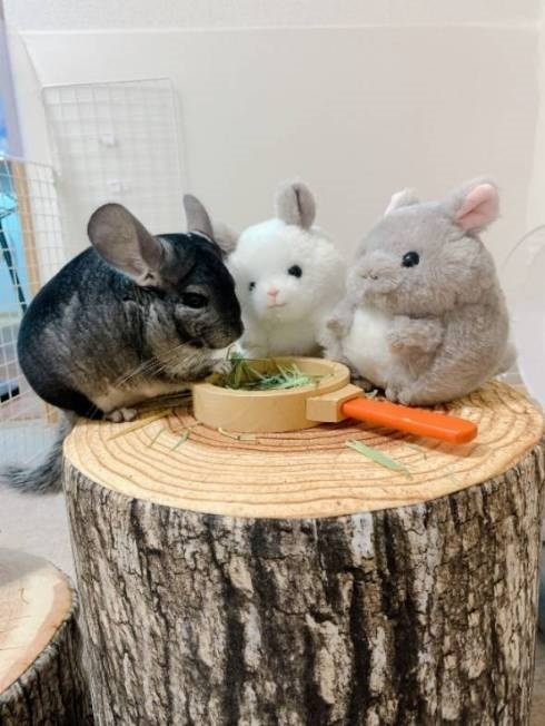 本物のチンチラ