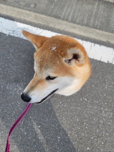 柴犬の頭