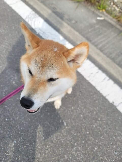 真上からとった柴犬