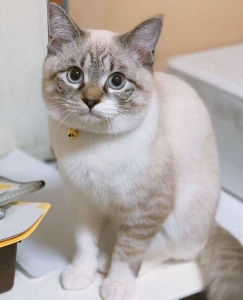 むっちりした猫