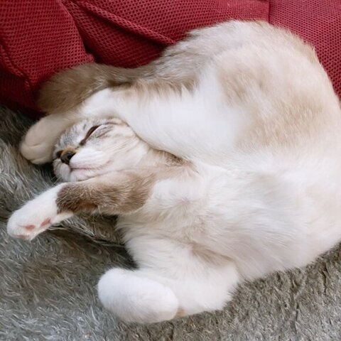 大胆ポーズの猫