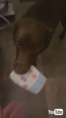 双子のお世話をする犬