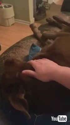 双子のお世話をする犬
