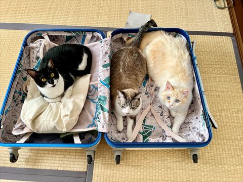 キャリーケースに3匹