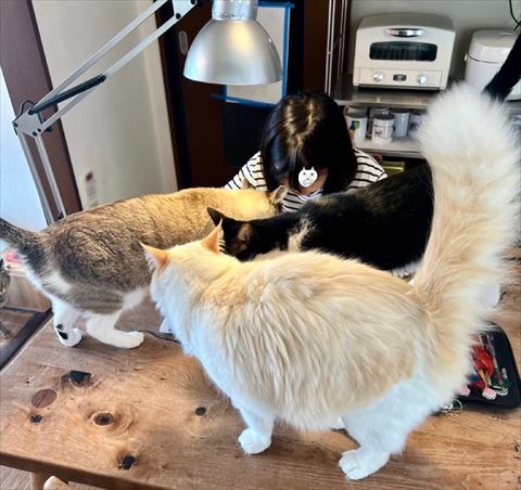 お姉ちゃんのまわりに3匹の猫ちゃんと左端にもう1匹
