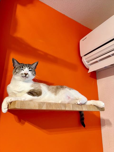 ほくそ笑むような猫ちゃん