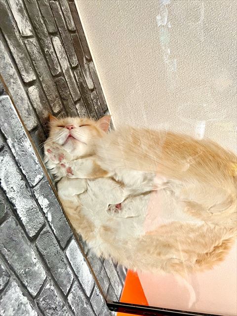 透明キャットウォーク猫