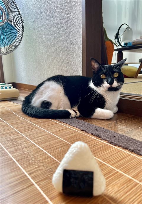 黒白猫とおにぎり