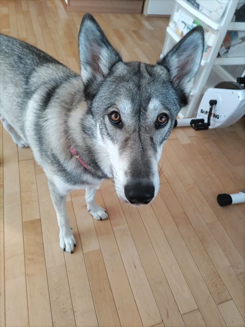 上目遣いワンコ