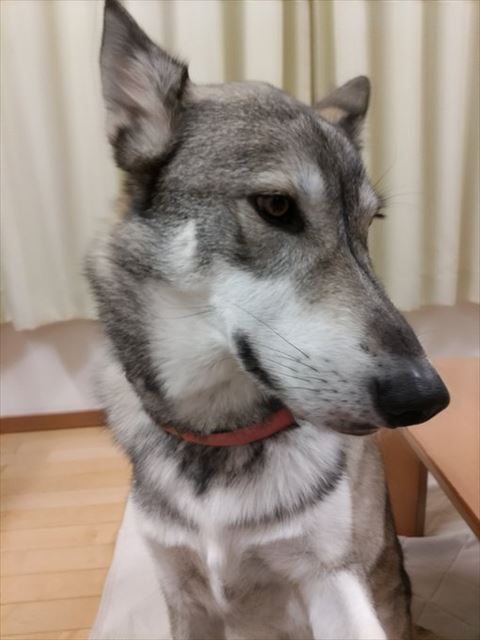 お座りしてるワンコ横顔