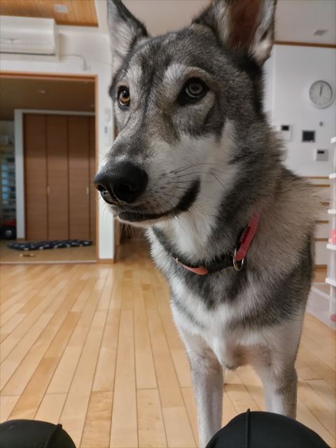 4足立ちで微笑んでるようなワンコ