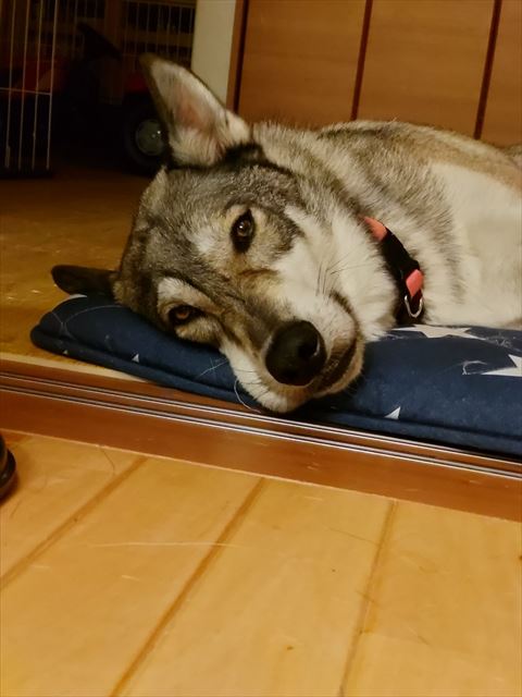 座布団に横たわるワンコアップ