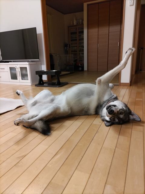 前足のばしてるワンコ