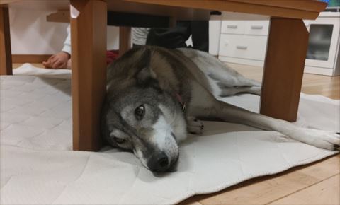 テーブルの下ワンコ