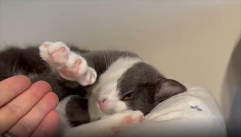 猫の手もかりたい