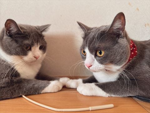 向かい合う猫ちゃんたち