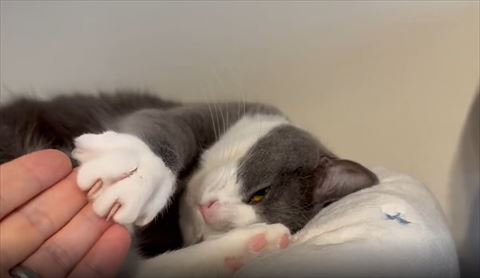 飼い主の手に詰めだした前足をのせる猫ちゃん