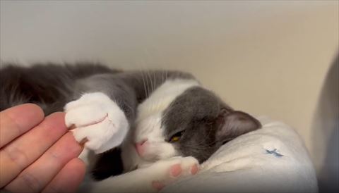 飼い主の手の上で前足を丸める