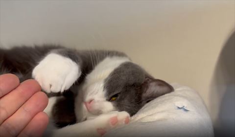 飼い主の手から前足を引く猫ちゃん
