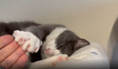 爪だした前足を少し飼い主の手に添える猫