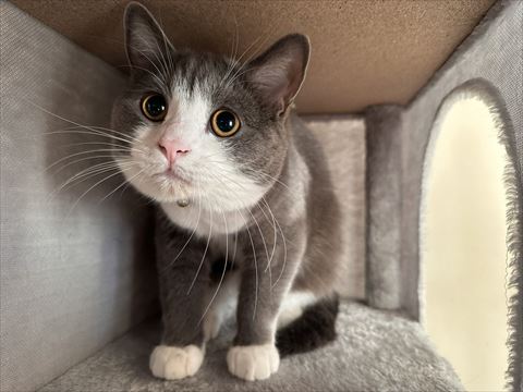 キャットタワーの中にいる猫ちゃん