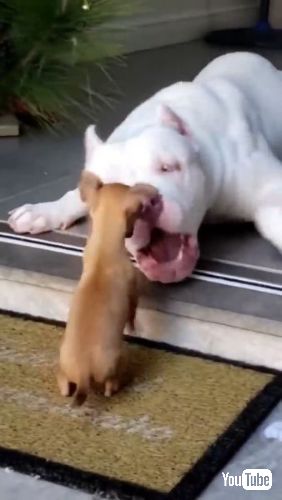 大型犬にちょっかいを出す子犬