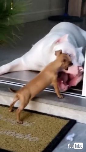 大型犬にちょっかいを出す子犬