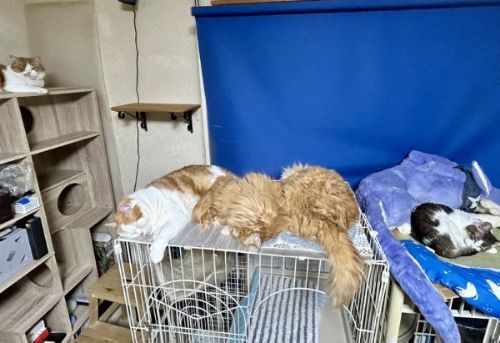 スヤスヤ寝る猫たち