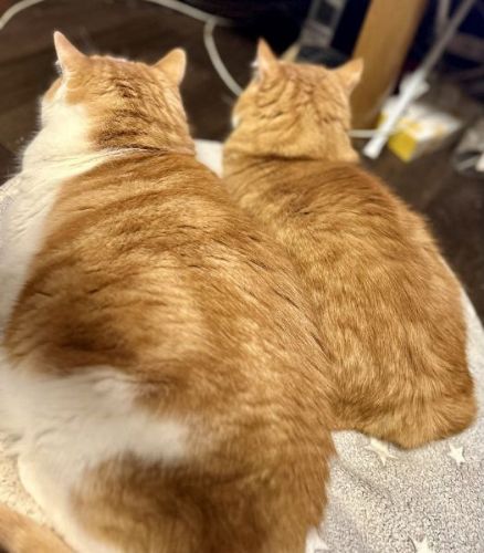 スヤスヤ寝る猫たち