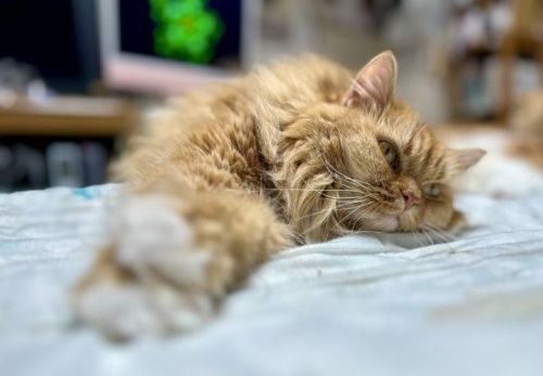 スヤスヤ寝る猫たち